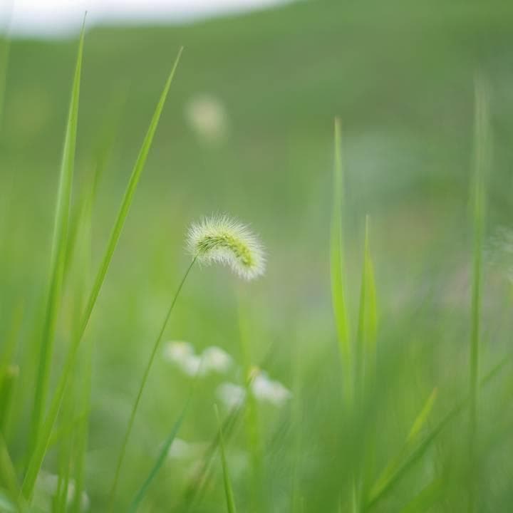 【極美品】PENTAX DA 50mm F1.8 レンズ