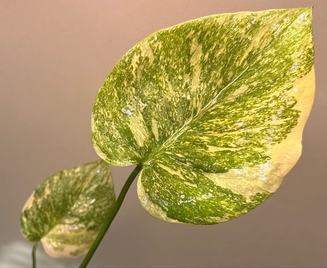 モンステラタイコンステレーション