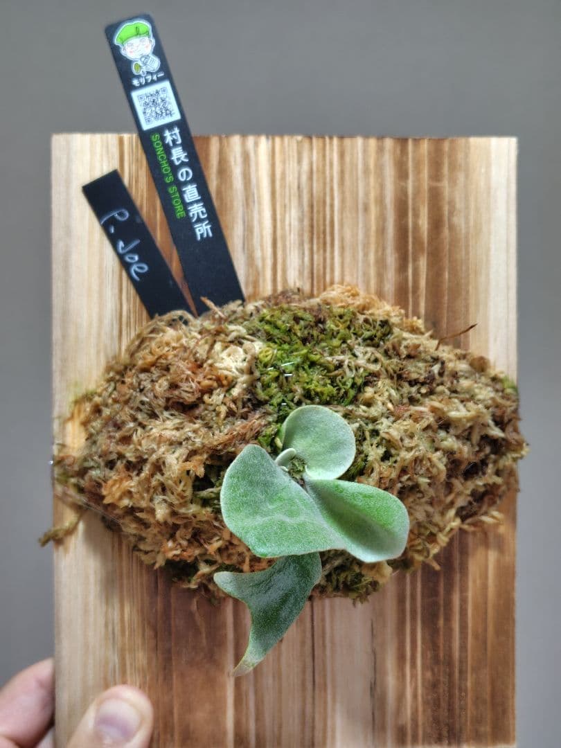 ビカクシダ P. Joe