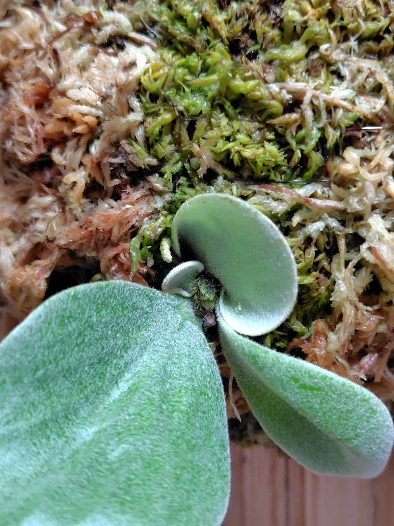 ビカクシダ P. Joe