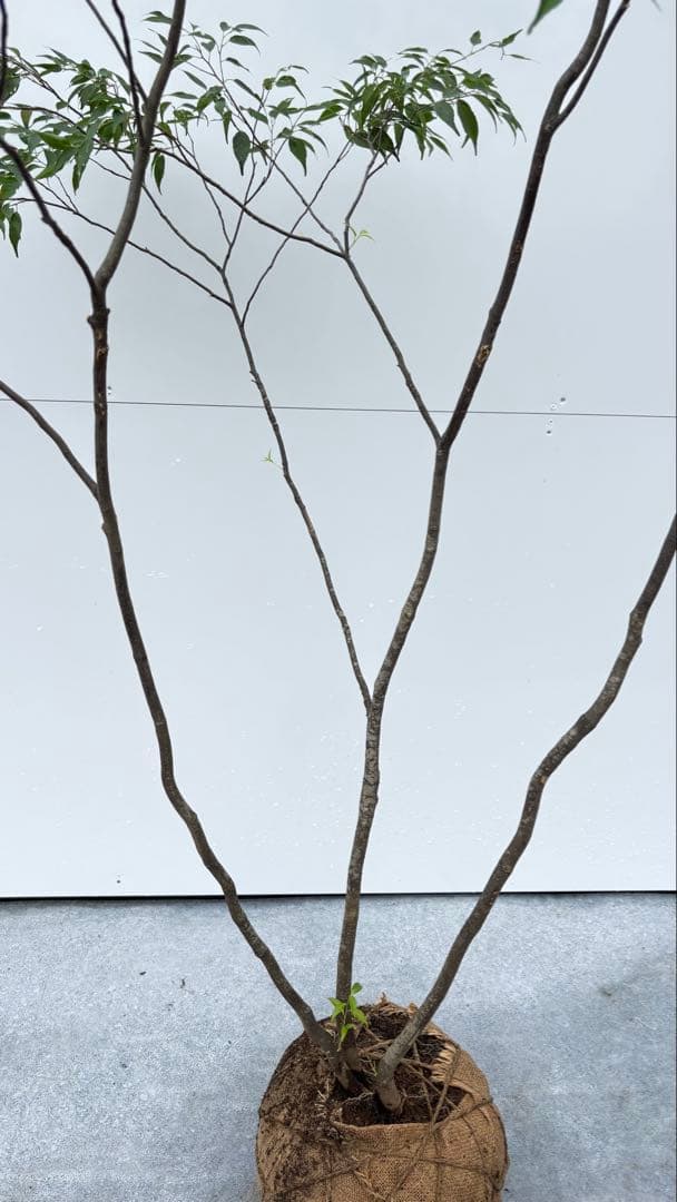 美しい樹形が魅力的 山採り ハイノキ 株立 664 樹高2.1m位 高級樹