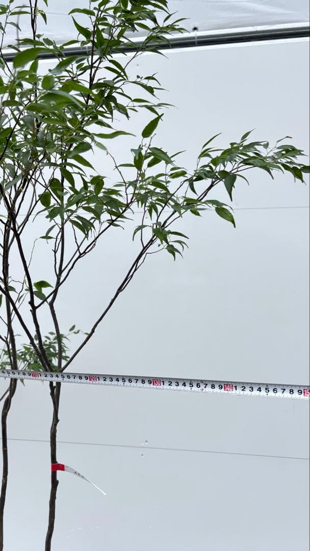 美しい樹形が魅力的 山採り ハイノキ 株立 664 樹高2.1m位 高級樹