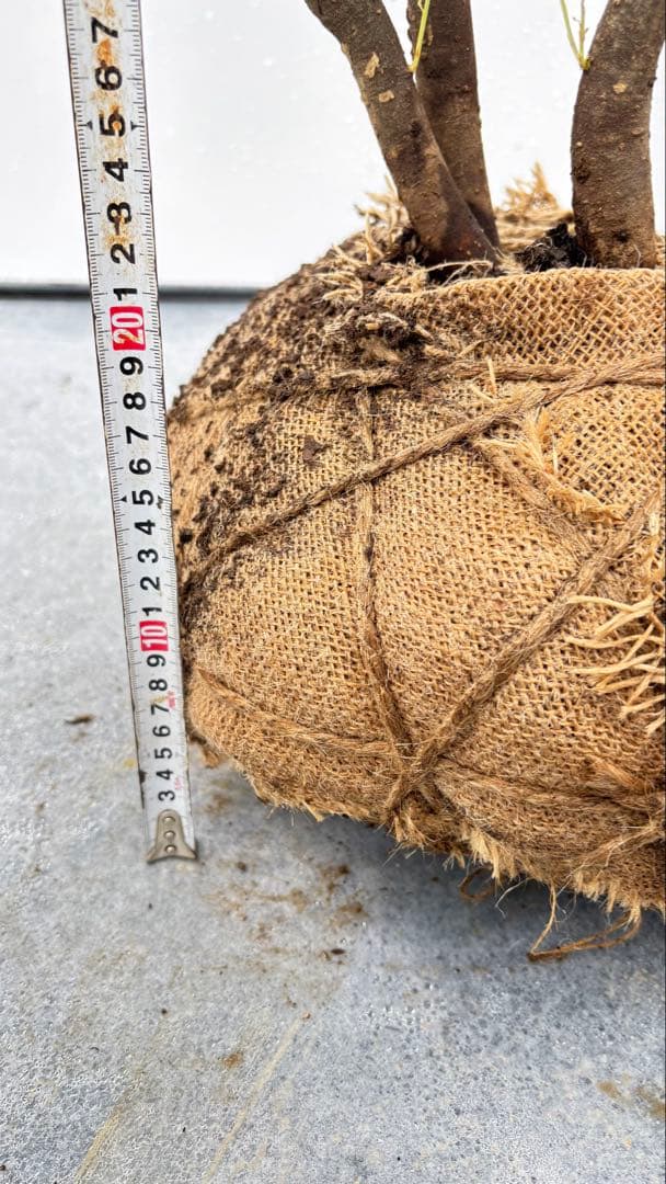 美しい樹形が魅力的 山採り ハイノキ 株立 664 樹高2.1m位 高級樹