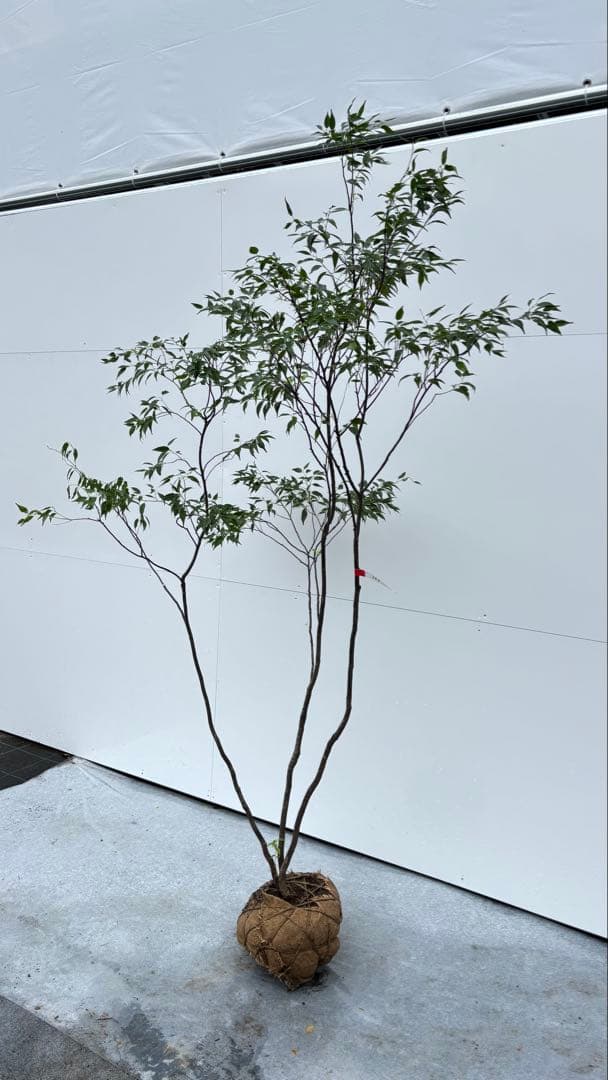 美しい樹形が魅力的 山採り ハイノキ 株立 664 樹高2.1m位 高級樹