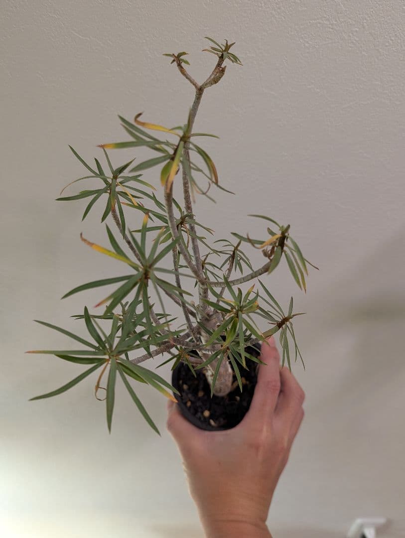 ユーフォルビア・バルサミフェラ　塊根植物