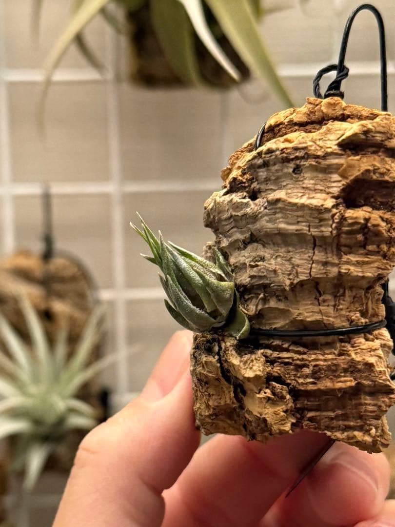 Tillandsia kautskyi (たゆみま由来)