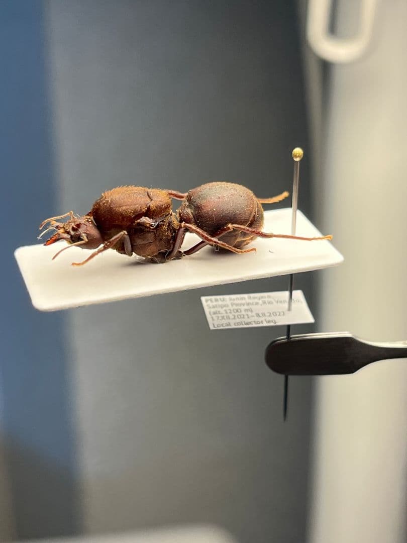 【25mm】ハキリアリの女王標本　Atta cephalotes？ パラポネラ