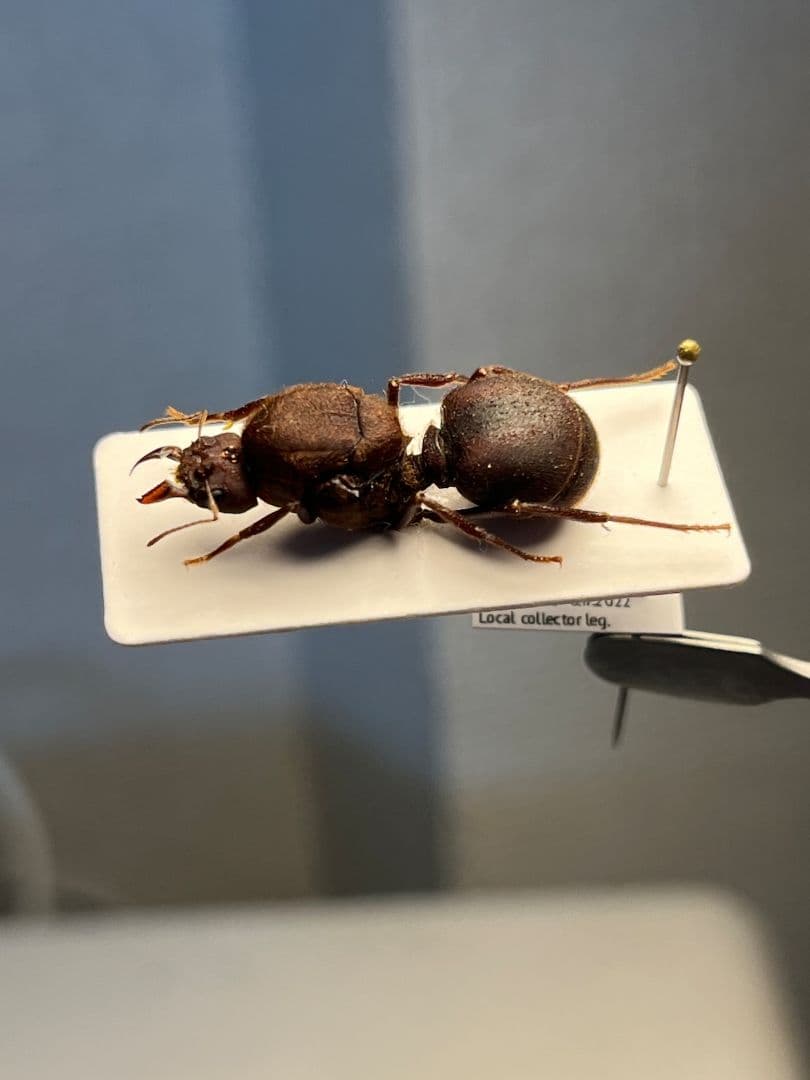 【25mm】ハキリアリの女王標本　Atta cephalotes？ パラポネラ