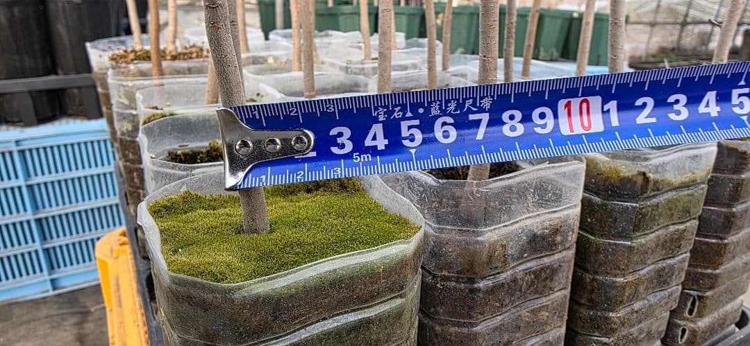 ポポー 実生苗 3年生 自作鉢【24本】※バラ売り希望はコメントください