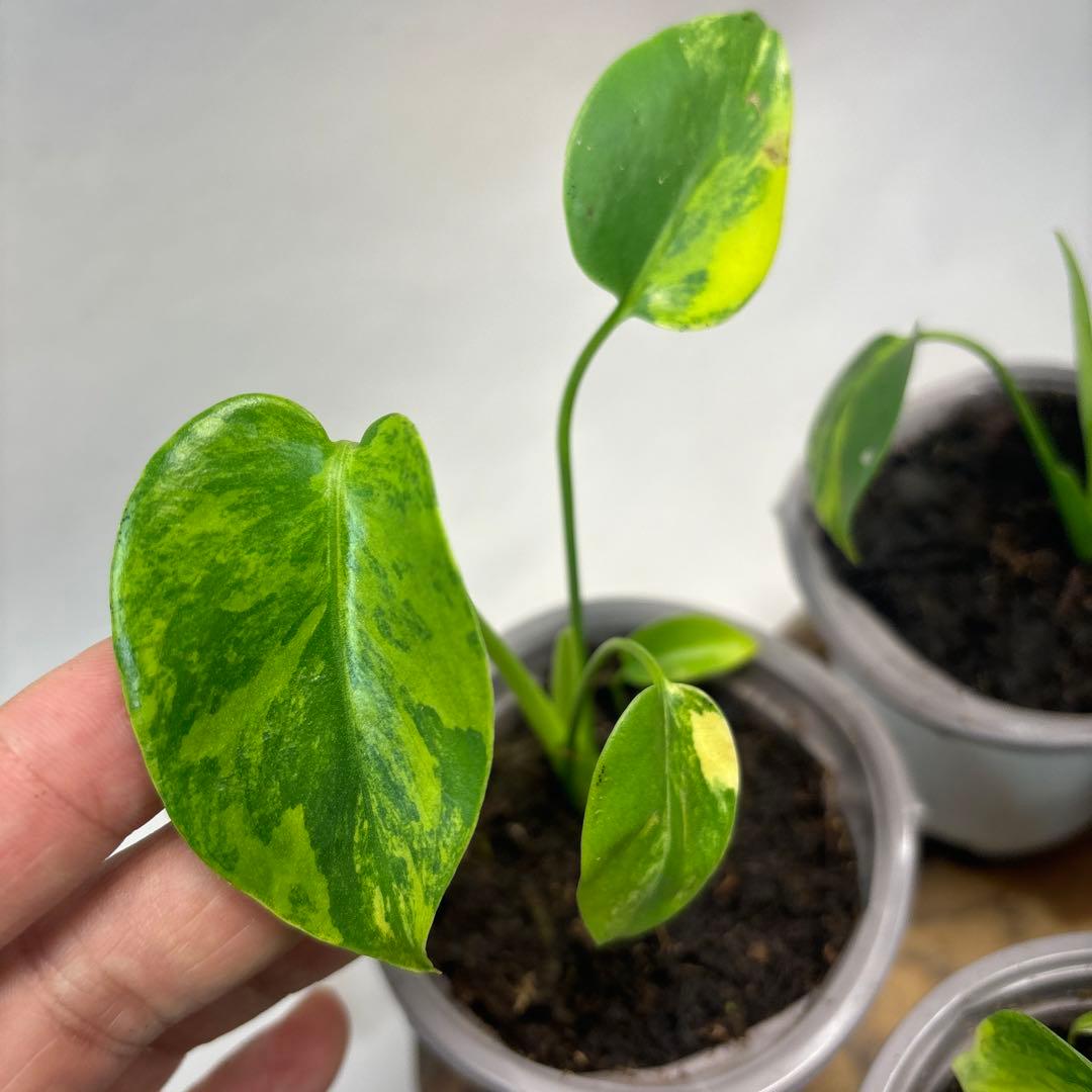 ぴ*く様 5株セットms85【特別選抜】デリシオーサ イエローマリリンモンステラ