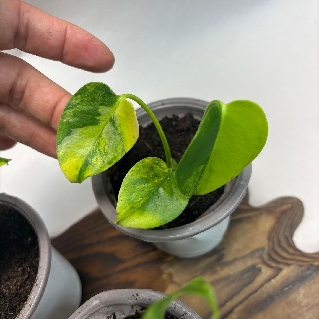 ぴ*く様 5株セットms85【特別選抜】デリシオーサ イエローマリリンモンステラ