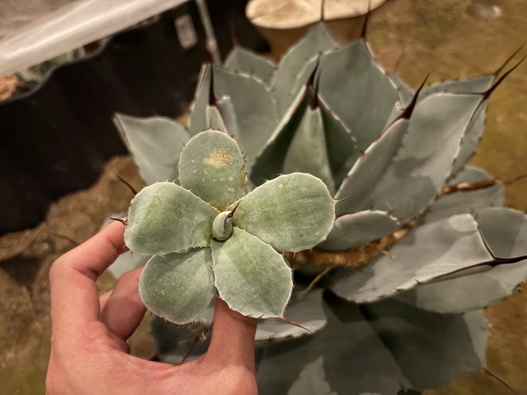 太*ん様 大株 約40センチ 【US産/300円スタート】トランカータ　ハンティ