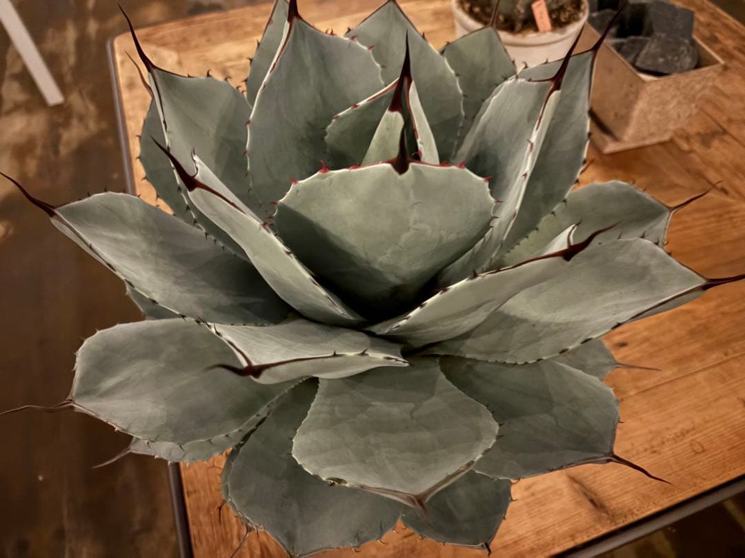 太*ん様 大株 約40センチ 【US産/300円スタート】トランカータ　ハンティ