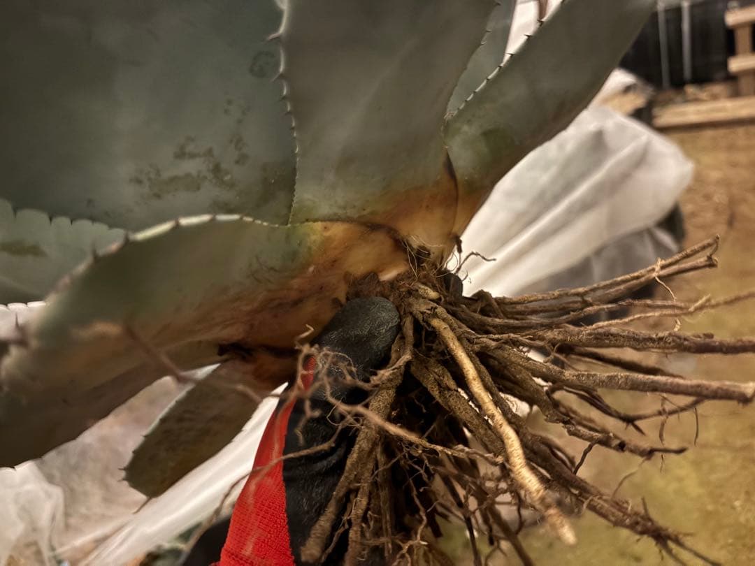 太*ん様 大株 約40センチ 【US産/300円スタート】トランカータ　ハンティ