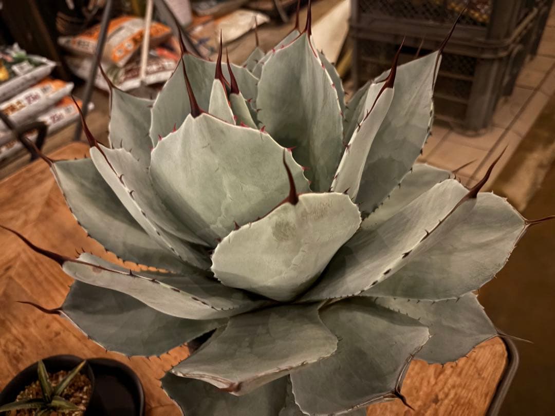 太*ん様 大株 約40センチ 【US産/300円スタート】トランカータ　ハンティ