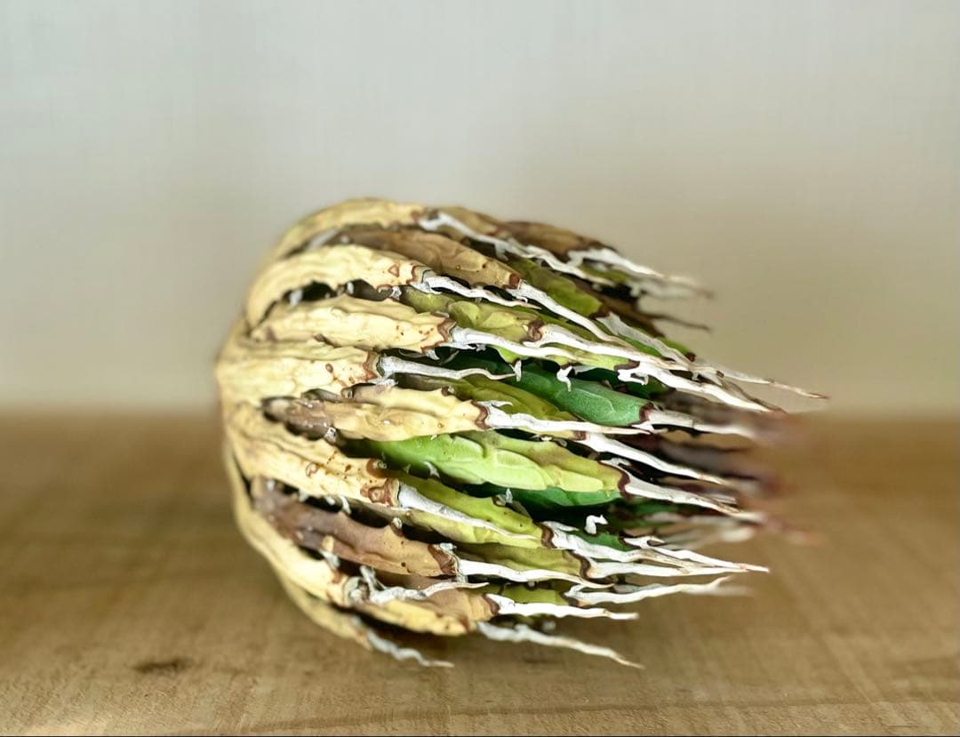 今だけ特売！【陽炎】エボリスピナ厳選美型株！締まった優良株！抜苗/第四種郵便！