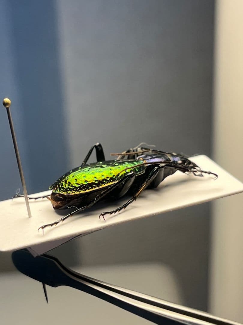 【29mm】Chrysotribax rutilans カブリモドキオサムシ標本