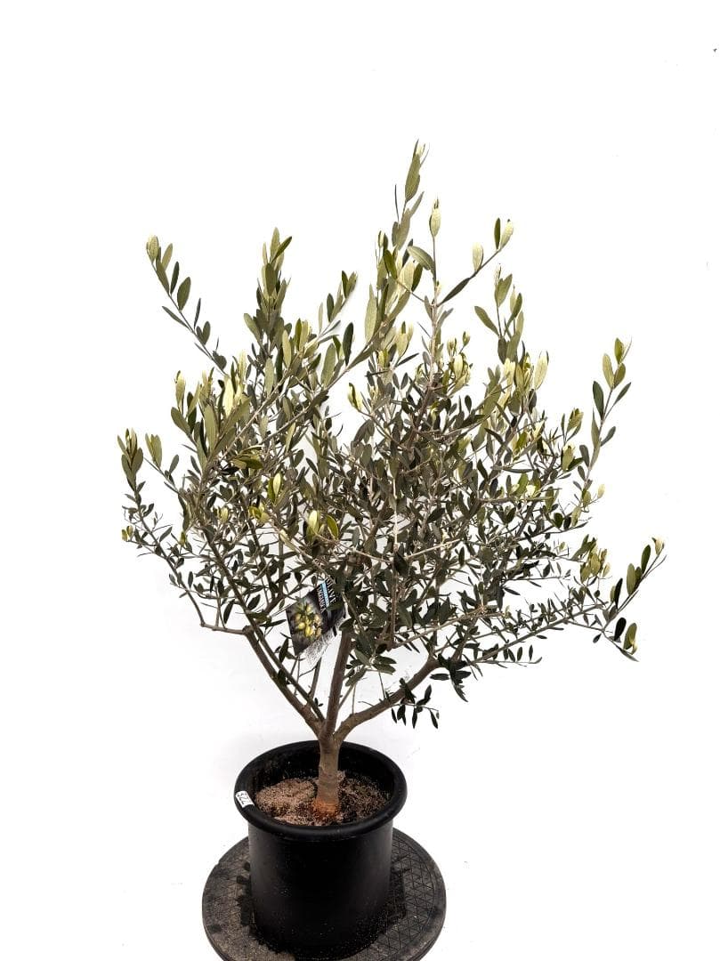 オリーブの木　タジャスカ　8号　約130cm　K-322　現品掲載