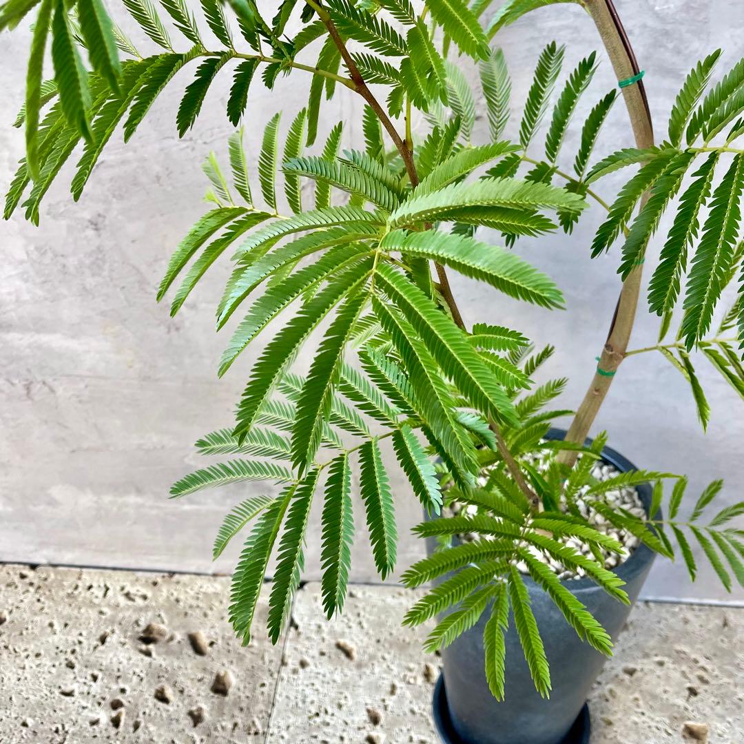 大型　エバーフレッシュ　曲がり仕立て　陶器鉢　植え込み発送