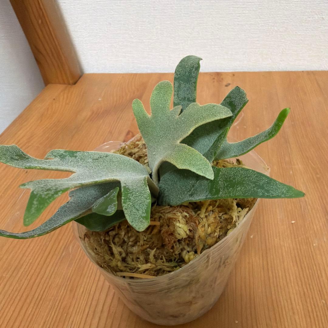 ＊P. willinckii Antler crown SP 3号ポット＊