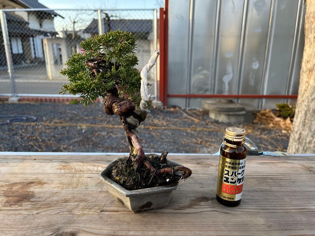 糸魚川真柏/小品盆栽/盆栽
