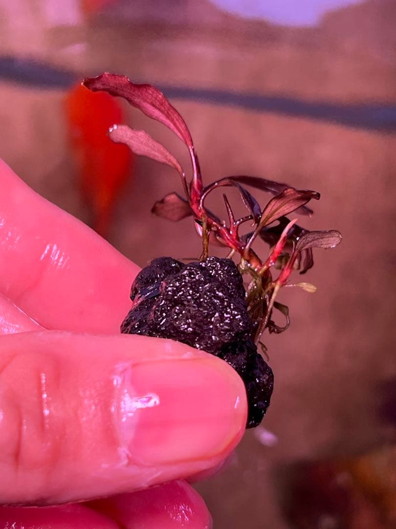 ブセファランドラspゴーストカリマンタン 3-4株