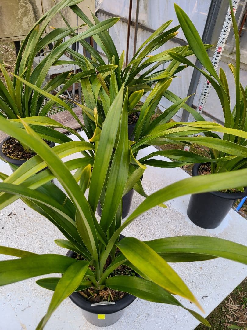 フォアゴットンフルーツ。花芽合計15個。5鉢セット。蜜蜂誘引蘭。日本蜜蜂。