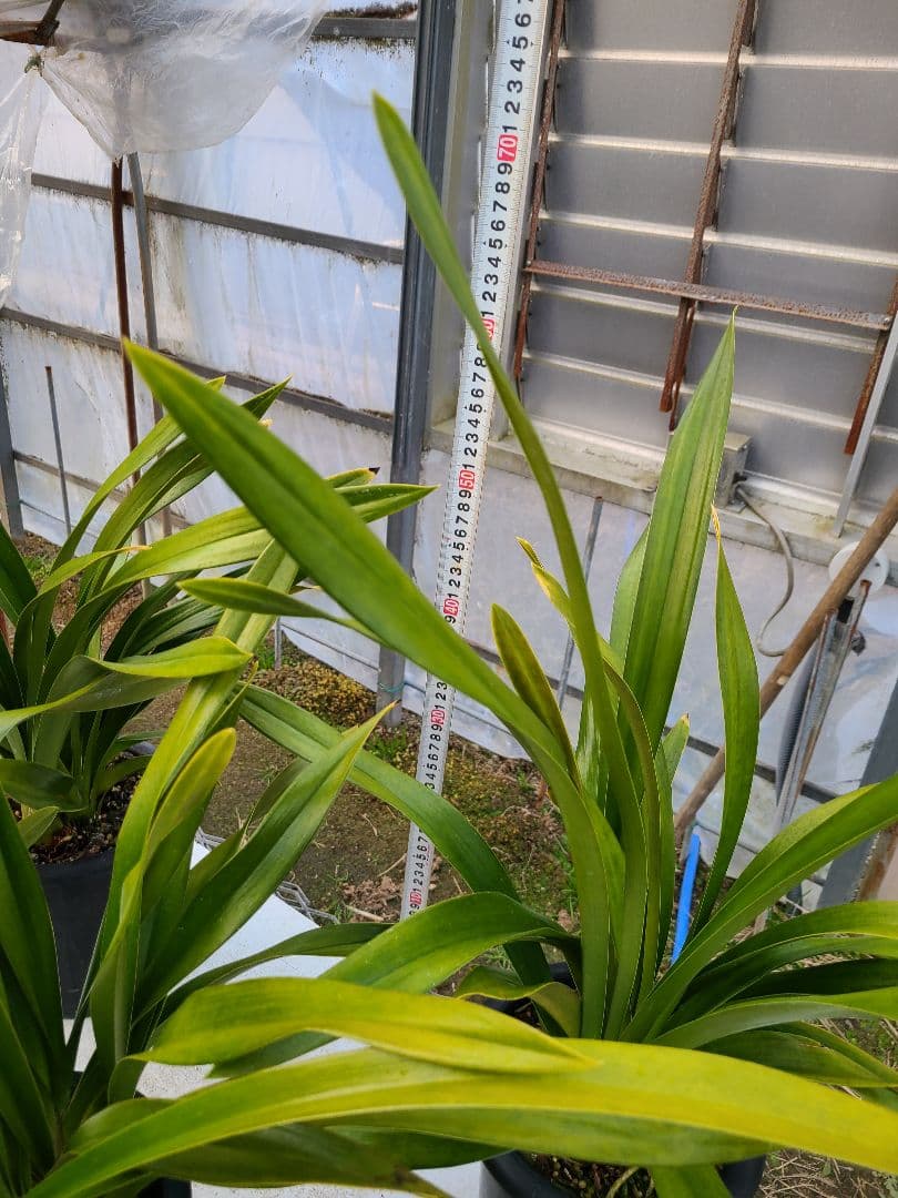 フォアゴットンフルーツ。花芽合計15個。5鉢セット。蜜蜂誘引蘭。日本蜜蜂。