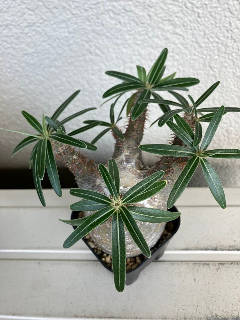 【美株】パキポディウム　グラキリス　現地球　現地株