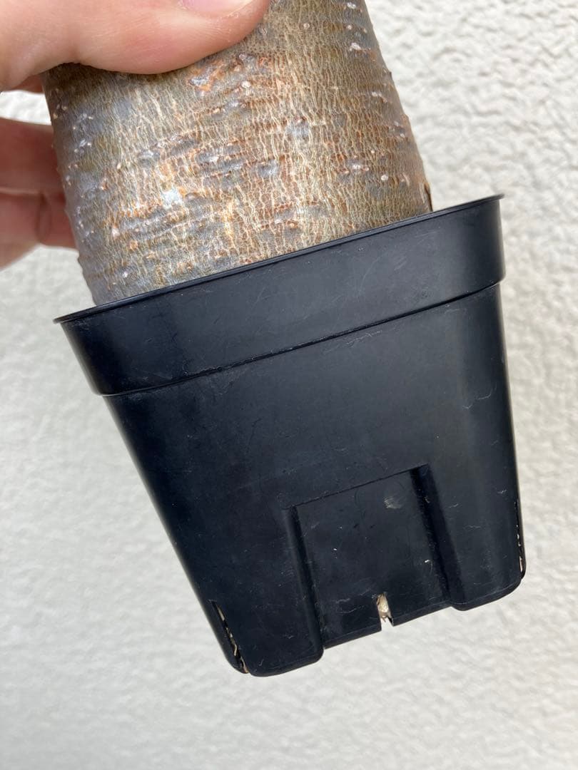 【美株】パキポディウム　グラキリス　現地球　現地株