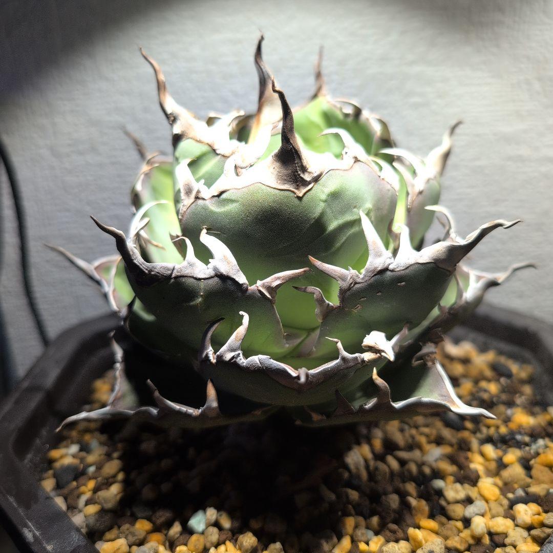 アガベ　チタノタ ハデス　シーザー　セット