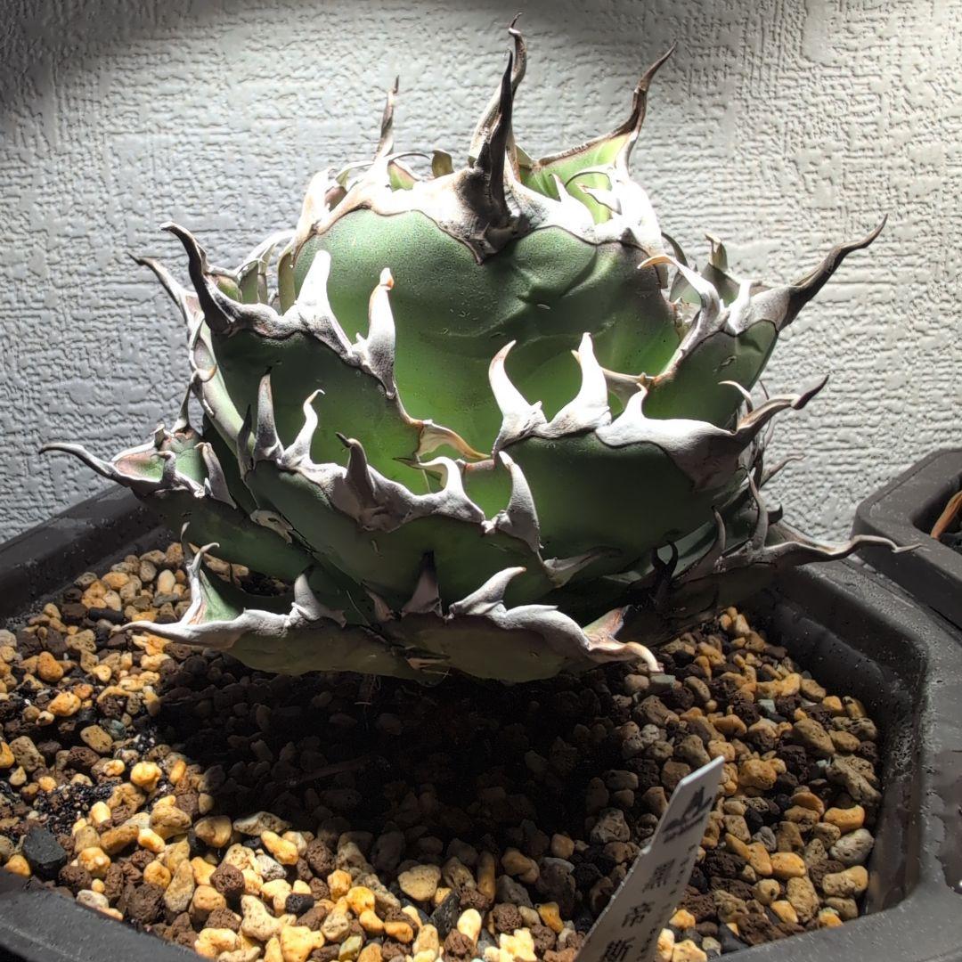 アガベ　チタノタ ハデス　シーザー　セット