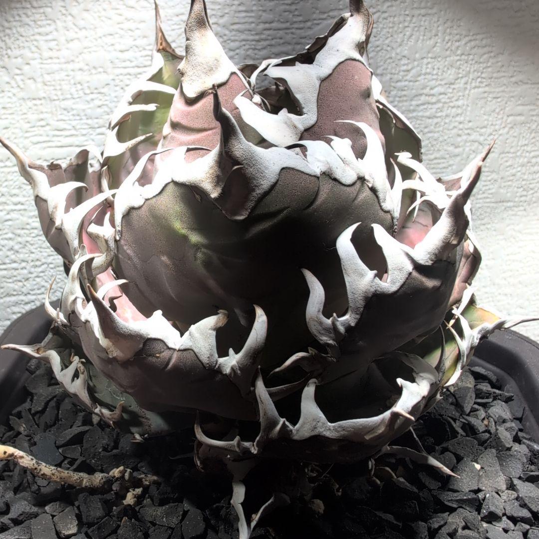 アガベ　チタノタ ハデス　シーザー　セット