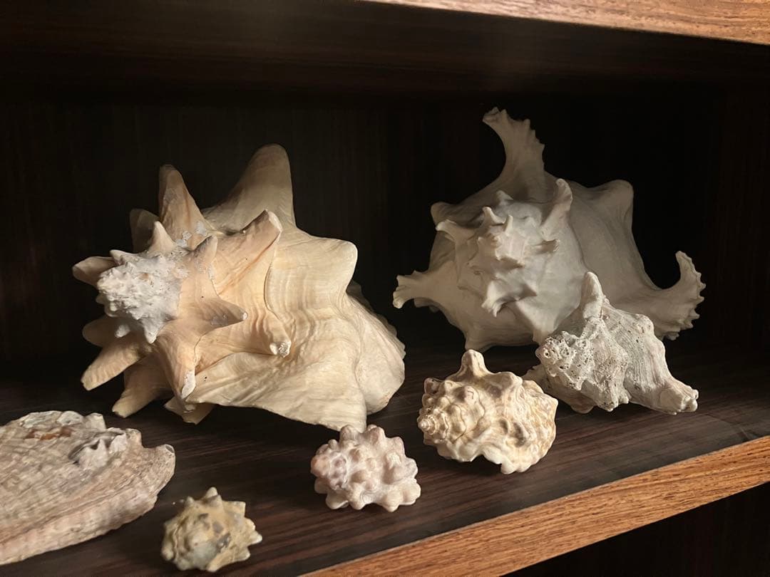 海の神秘　巨大貝殻　貝殻　コレクション　全25〜　珍品　奇品　南洋　オークション