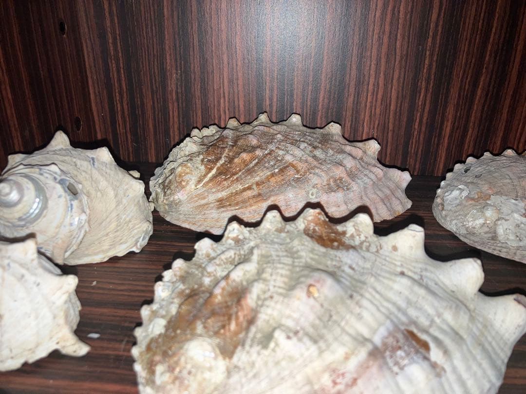 海の神秘　巨大貝殻　貝殻　コレクション　全25〜　珍品　奇品　南洋　オークション