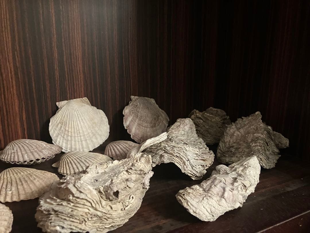 海の神秘　巨大貝殻　貝殻　コレクション　全25〜　珍品　奇品　南洋　オークション