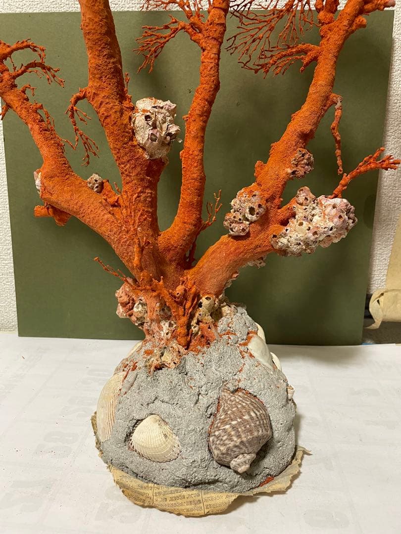 赤珊瑚 天然アップル珊瑚 原木