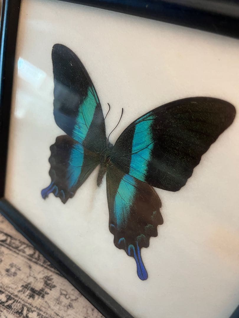 最高級 ミドリオナガタイマイ 標本 Papilio blumei 蔦屋　額入り蝶