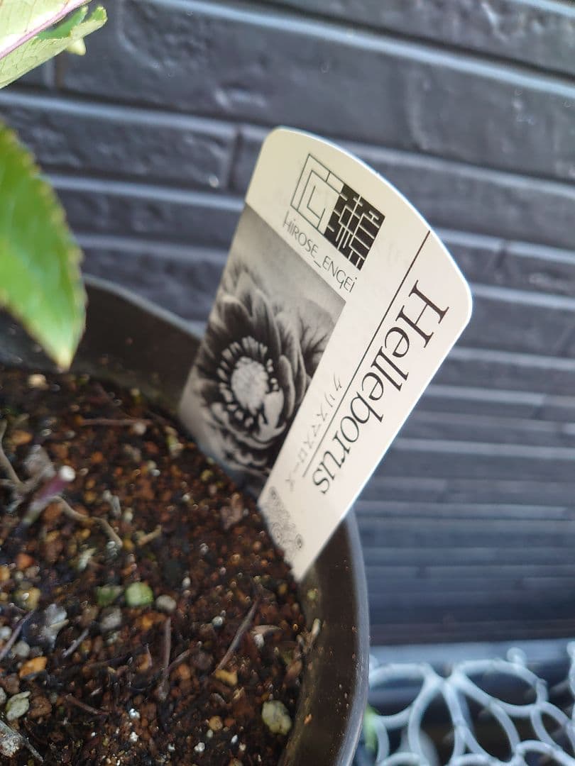 広瀬園芸　クリスマスローズ　Ｂ