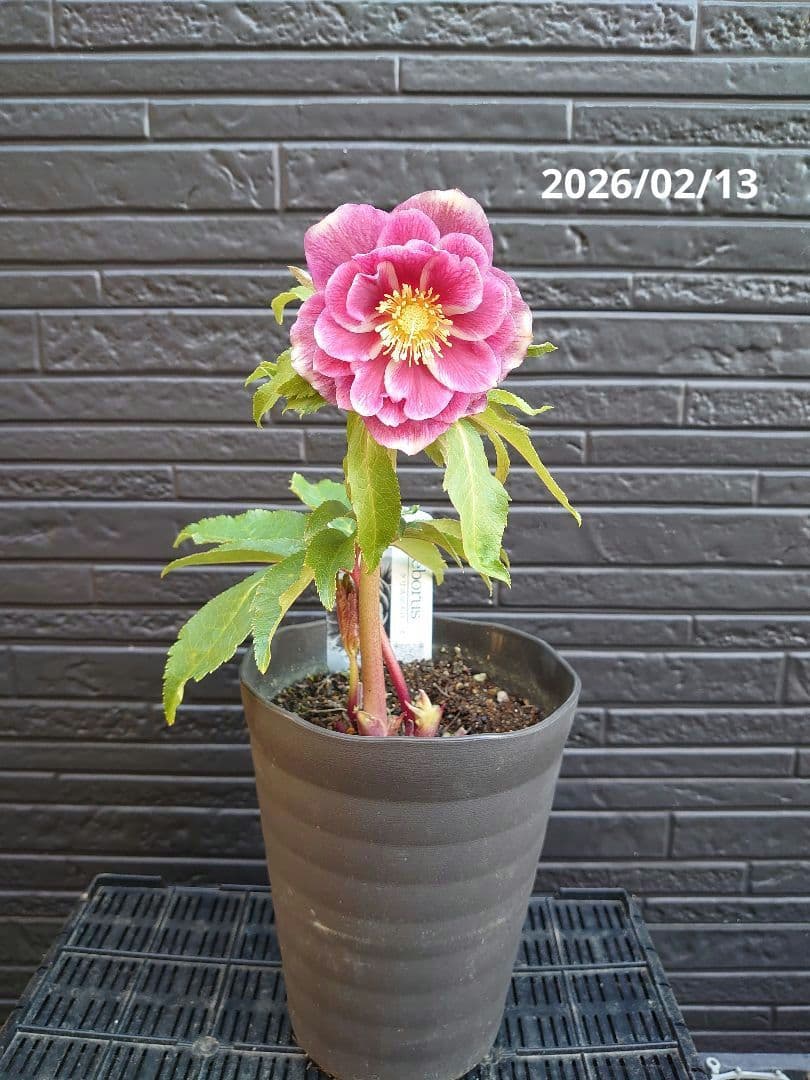 広瀬園芸　クリスマスローズ　Ｂ