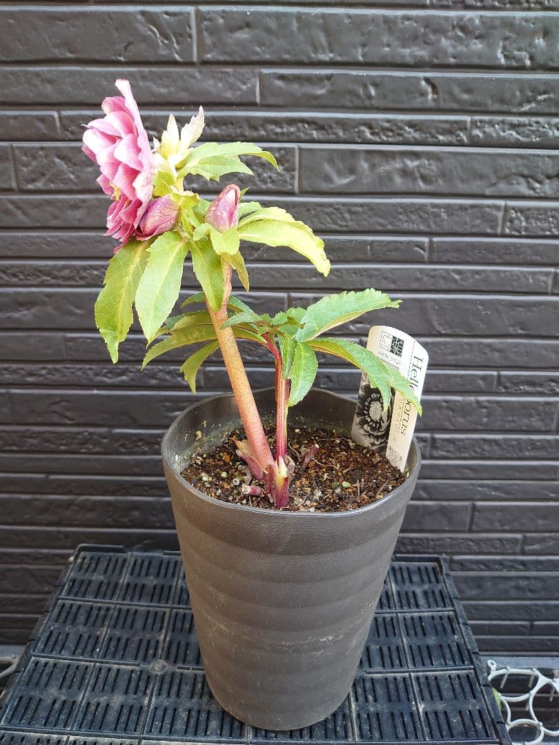 広瀬園芸　クリスマスローズ　Ｂ