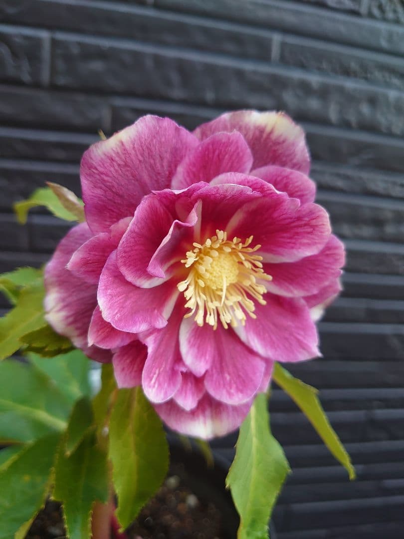 広瀬園芸　クリスマスローズ　Ｂ