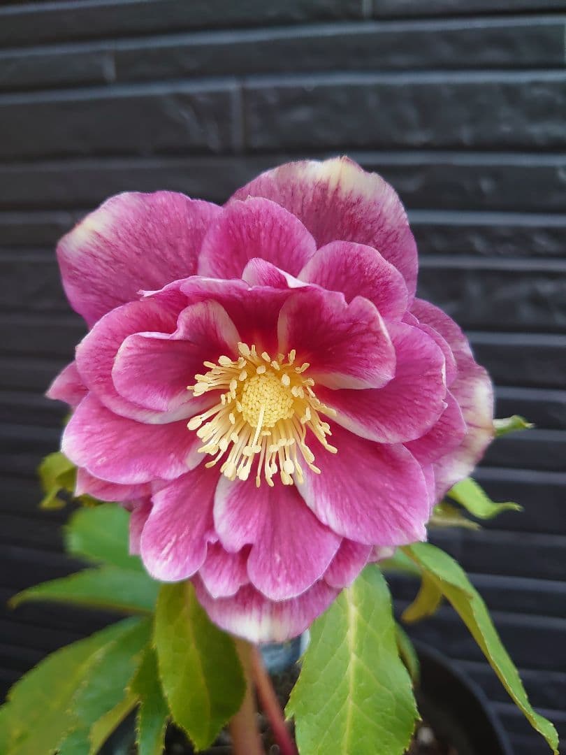 広瀬園芸　クリスマスローズ　Ｂ