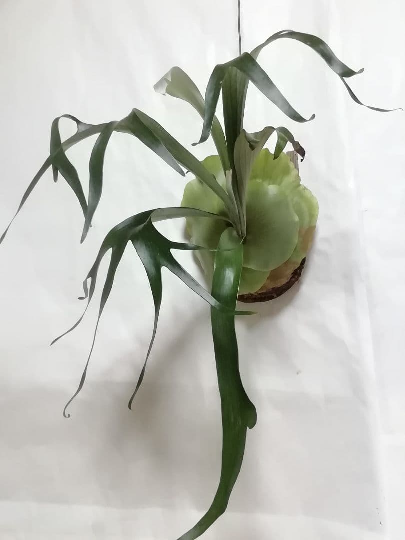 ビフルカッム　オールド株【初心者歓迎・希少株】育てやすい株