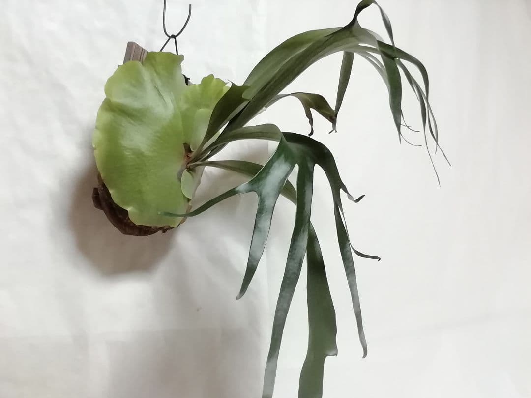 ビフルカッム　オールド株【初心者歓迎・希少株】育てやすい株