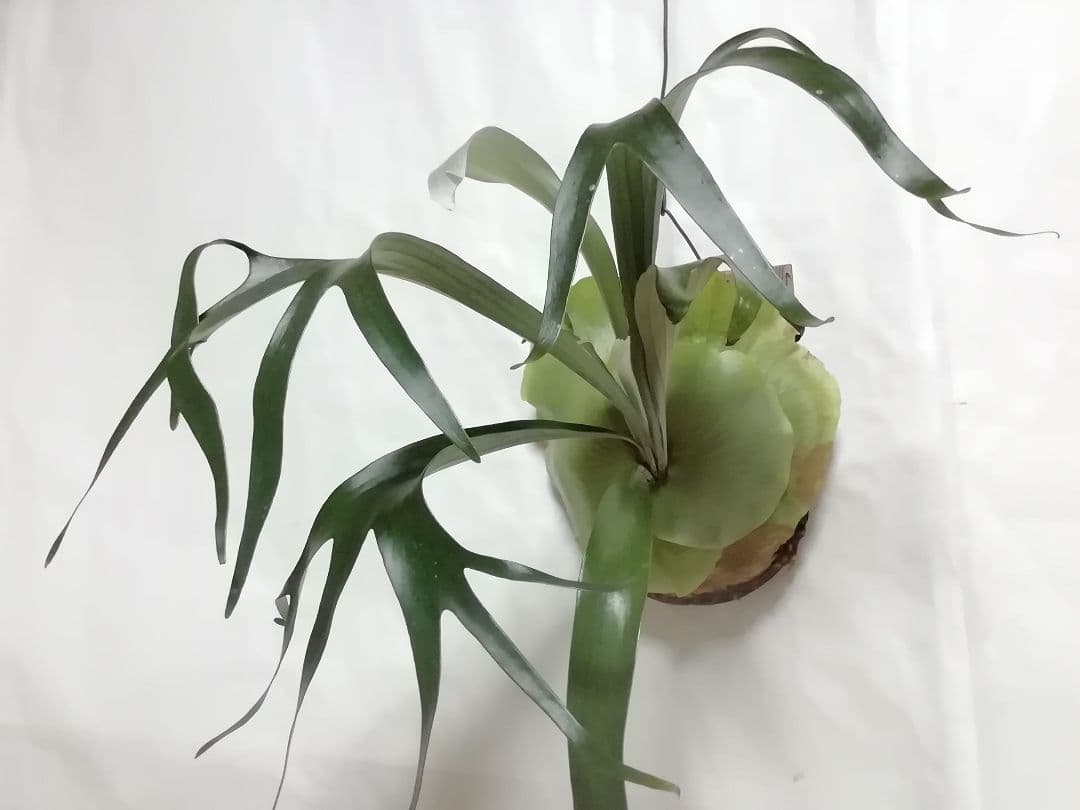 ビフルカッム　オールド株【初心者歓迎・希少株】育てやすい株