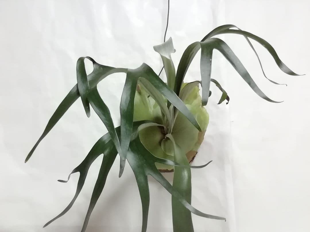 ビフルカッム　オールド株【初心者歓迎・希少株】育てやすい株