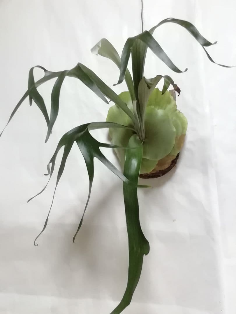 ビフルカッム　オールド株【初心者歓迎・希少株】育てやすい株