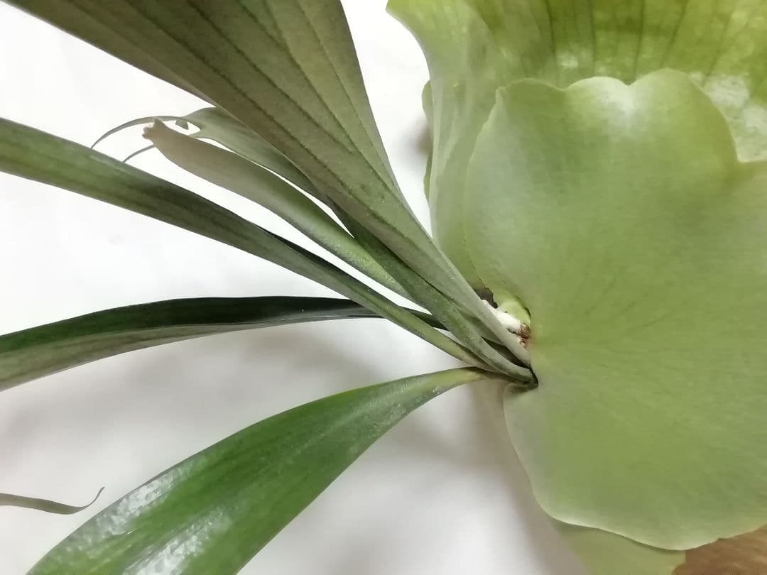 ビフルカッム　オールド株【初心者歓迎・希少株】育てやすい株