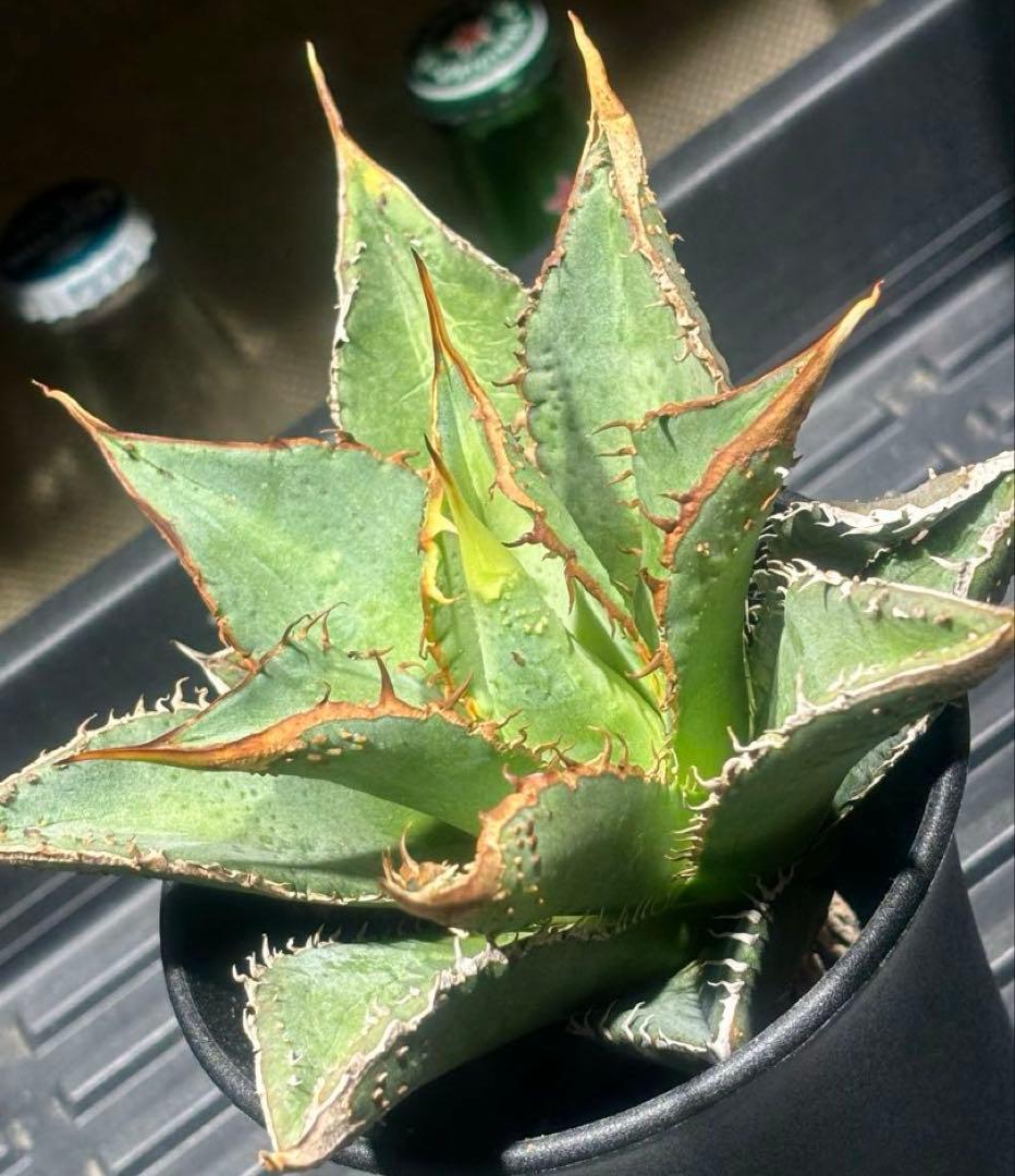 特出！アガベチタノタ金蟾王（極上株）超S級最高級品種大量ブツブツsuper良形！